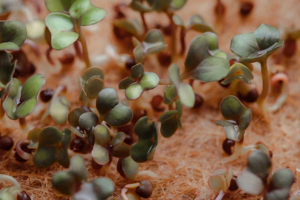 Close Photography Growing Small Tiny Plant Sprouts — стоковое фото