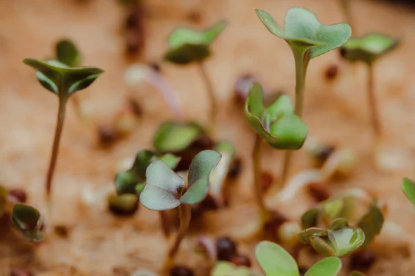 Close Photography Growing Small Tiny Plant Sprouts — 스톡 사진