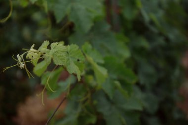 countryside field, green leaves of young grape tree 
