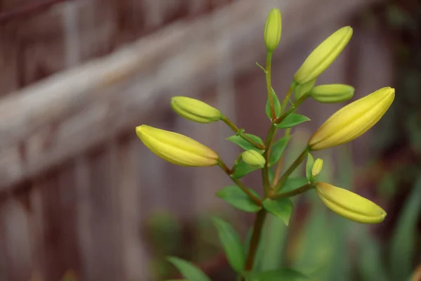 Growing Yellow Lily Flowers Flora Nature — Zdjęcie stockowe