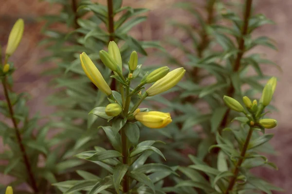 Growing Yellow Lily Flowers Flora Nature — Zdjęcie stockowe