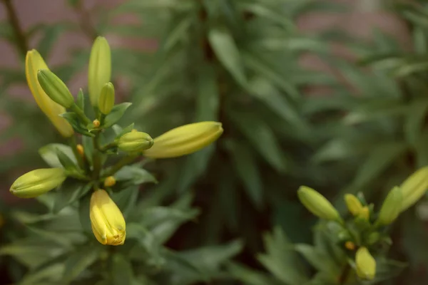 Growing Yellow Lily Flowers Flora Nature — Zdjęcie stockowe