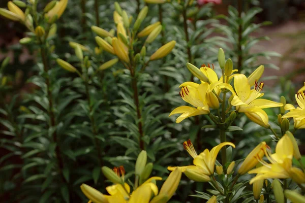 Growing Yellow Lily Flowers Flora Nature — Zdjęcie stockowe