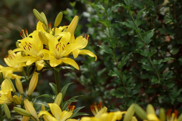 Growing Yellow Lily Flowers Flora Nature — Zdjęcie stockowe