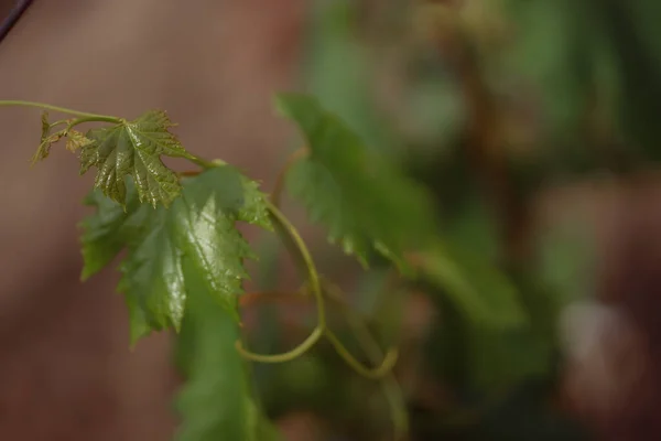 Countryside Field Green Leaves Young Grape Tree — Stock Photo, Image