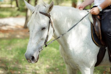 partial view of man sitting on beautiful white horse outdoors 