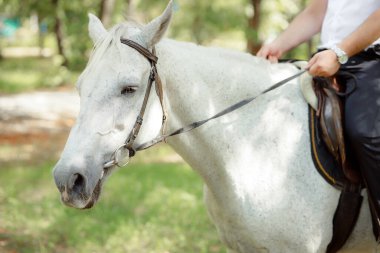 partial view of man sitting on white horse outdoors 