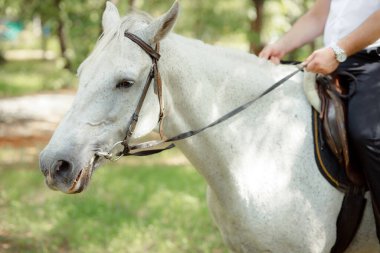 partial view of man sitting on beautiful white horse outdoors 
