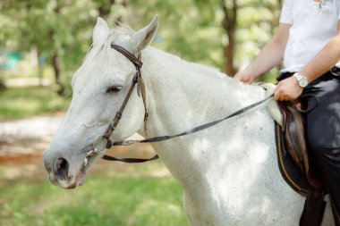 partial view of man sitting on beautiful white horse outdoors 