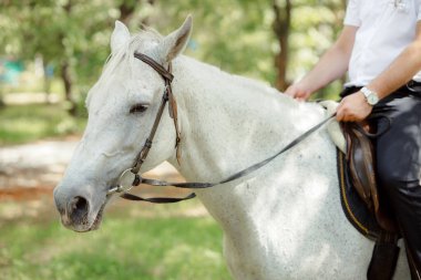 partial view of man sitting on beautiful white horse outdoors 
