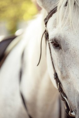 portrait of beautiful white horse outdoors 