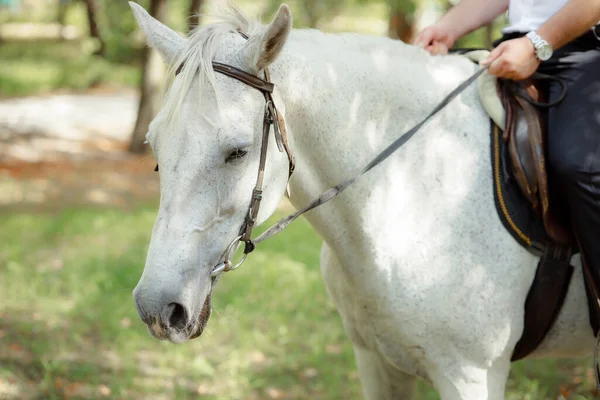 partial view of man sitting on beautiful white horse outdoors 