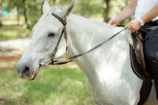 partial view of man sitting on beautiful white horse outdoors 