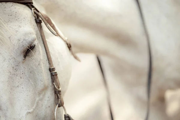 Close Portrait Beautiful White Horse Outdoors — Fotografia de Stock
