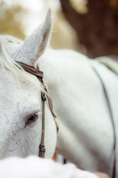 Close Portrait Beautiful White Horse Outdoors — Fotografia de Stock