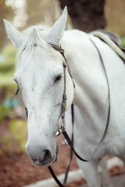 Portrait Beautiful White Horse Outdoors — Zdjęcie stockowe