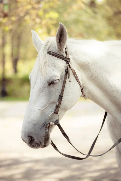 Portrait Beautiful White Horse Outdoors — Fotografia de Stock