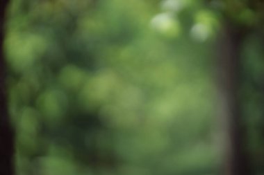 blurred green background, copy space backdrop