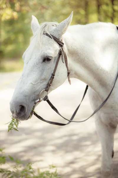 Portrait Beautiful White Horse Outdoors — Fotografia de Stock