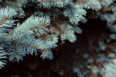 green pine branches, fir tree