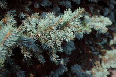 green pine branches, fir tree