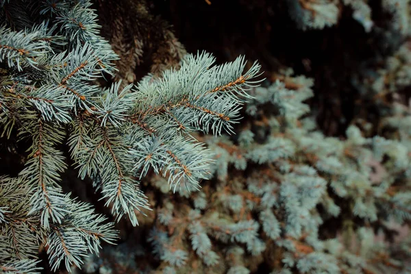 green pine branches, fir tree