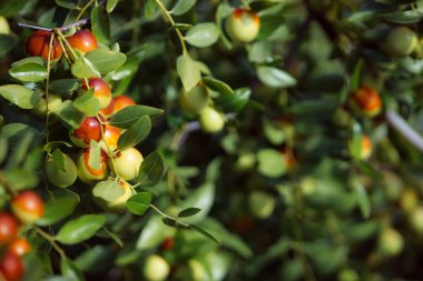 Malikane çalı jujubası. Ev yapımı tıbbi bitkiler. Olgun unabi böğürtlenleri topluyorum. Çin randevusu. Kahverengi ve yeşil meyve meyveleri. Çin halk tıbbı.