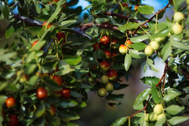 Malikane çalı jujubası. Ev yapımı tıbbi bitkiler. Olgun unabi böğürtlenleri topluyorum. Çin randevusu. Kahverengi ve yeşil meyve meyveleri. Çin halk tıbbı.