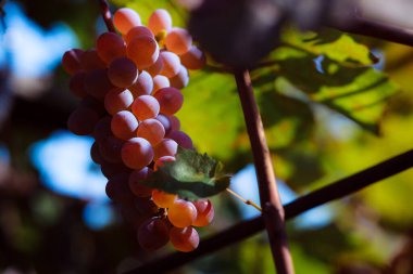 Yazın bir üzüm bağının dalında olgunlaşmış üzümler