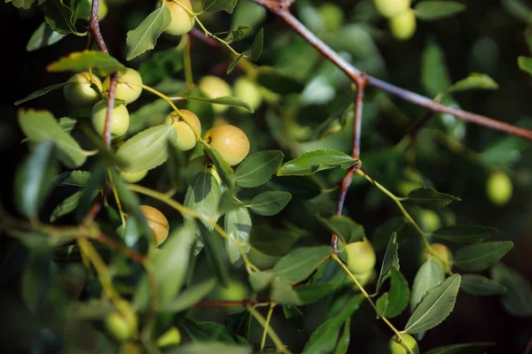 Malikane çalı jujubası. Ev yapımı tıbbi bitkiler. Olgun unabi böğürtlenleri topluyorum. Çin randevusu. Kahverengi ve yeşil meyve meyveleri. Çin halk tıbbı.