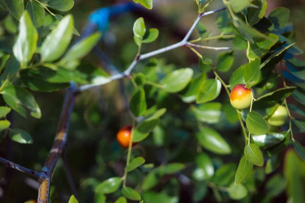 Manor Bush Jujube Home Medicinal Plants Harvesting Ripe Unabi Berries — Stock Photo, Image