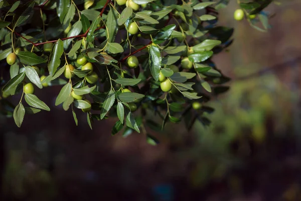 Manor Busch Jujujube Heimische Heilpflanzen Ernte Reifer Unabi Beeren Chinesisches — Stockfoto