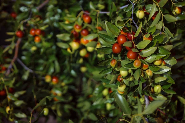 Una Giuggiola Arbusti Home Piante Medicinali Raccolta Bacche Unabi Mature — Foto Stock