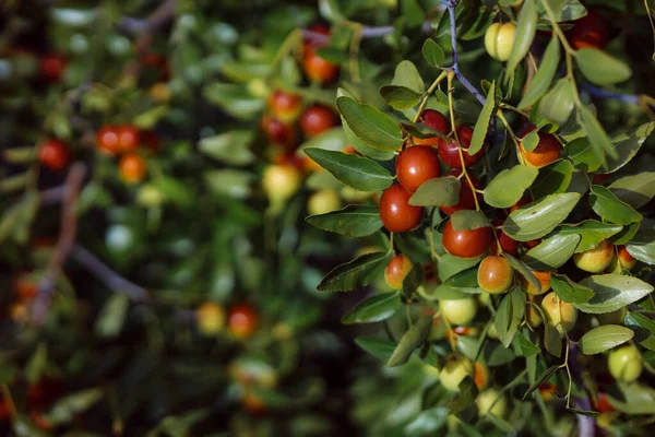 Malikane çalı jujubası. Ev yapımı tıbbi bitkiler. Olgun unabi böğürtlenleri topluyorum. Çin randevusu. Kahverengi ve yeşil meyve meyveleri. Çin halk tıbbı.