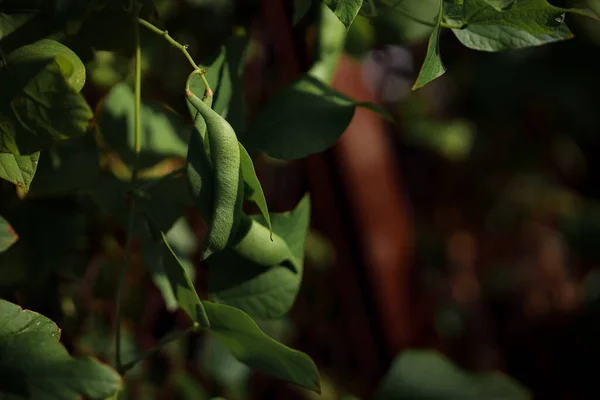 Зеленые Листья Стебли Молодых Бобов Переплетающихся Почве Дне Огорода Кухне — стоковое фото
