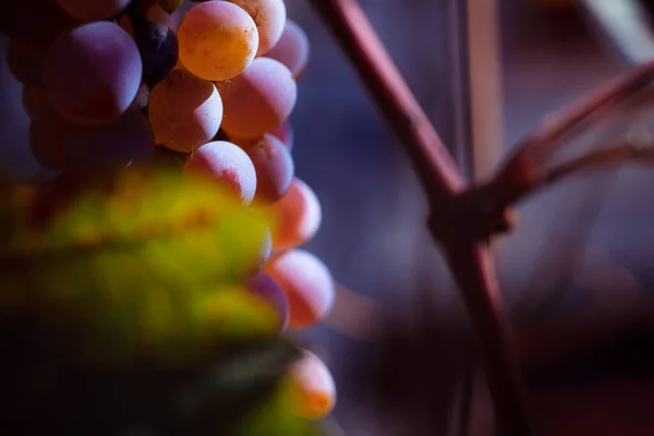 Yazın bir üzüm bağının dalında olgunlaşmış üzümler
