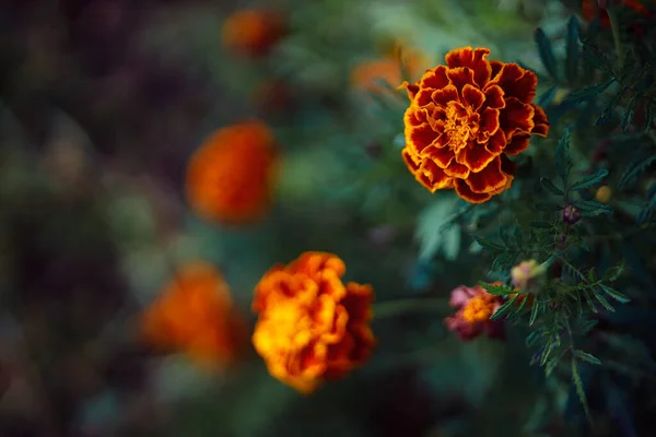 Orange velvet flower. Ukrainian border flower Chernobrivtsy. Folk Ukrainian medicine. The concept of physical health. Useful home plants.