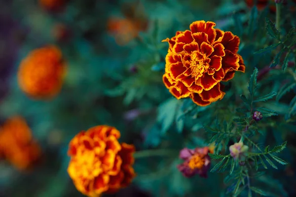 Orange velvet flower. Ukrainian border flower Chernobrivtsy. Folk Ukrainian medicine. The concept of physical health. Useful home plants.