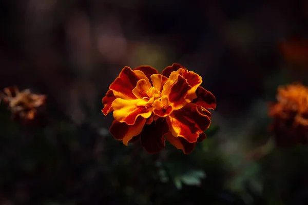 Pomarańczowy Kwiat Ukraiński Graniczny Kwiat Czernobrycki Ukraińska Medycyna Koncepcja Zdrowia — Zdjęcie stockowe