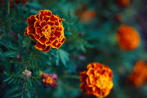Orange velvet flower. Ukrainian border flower Chernobrivtsy. Folk Ukrainian medicine. The concept of physical health. Useful home plants.