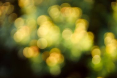 Güzel, bulanık doğal arkaplanın yakın plan çekimi.