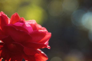Doğal arka planda güzel açan kırmızı gülün yakın plan çekimi.