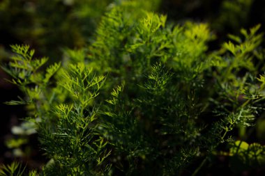 Doğal arka plan için güzel yeşil dereotunun yakın plan çekimi.