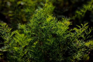 Doğal arka plan için güzel yeşil dereotunun yakın plan çekimi.