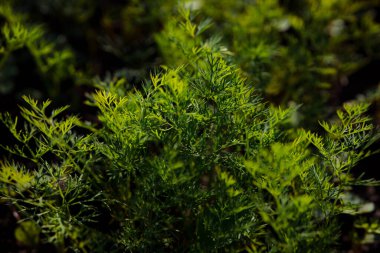 Doğal arka plan için güzel yeşil dereotunun yakın plan çekimi.