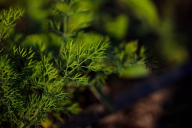Doğal arka plan için güzel yeşil dereotunun yakın plan çekimi.