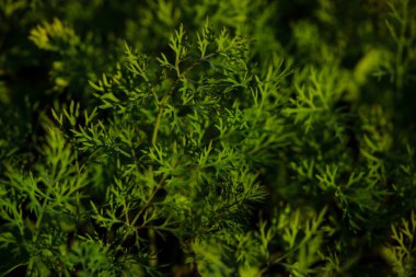 Doğal arka plan için güzel yeşil dereotunun yakın plan çekimi.