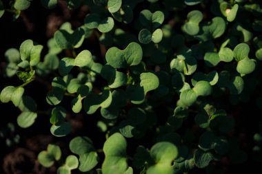 Doğal arka plan için güzel yeşil lahanaların yakın plan çekimi.