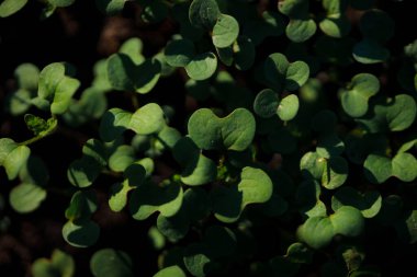 Doğal arka plan için güzel yeşil lahanaların yakın plan çekimi.