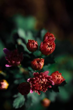 Koyu arkaplanda çiçek açan güzel kasımpatı çiçeklerinin yakın plan çekimi.